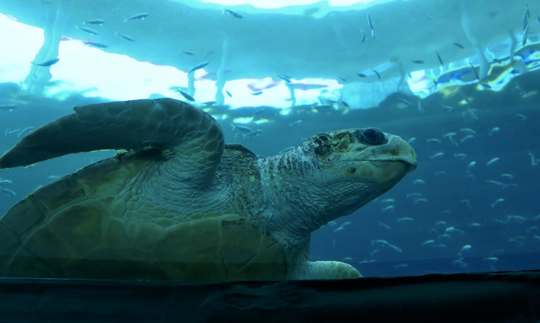 Loggerhead Sea Turtle (Caretta caretta)
