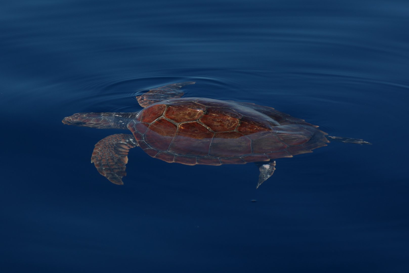 loggerhead sea turtle (Caretta caretta)