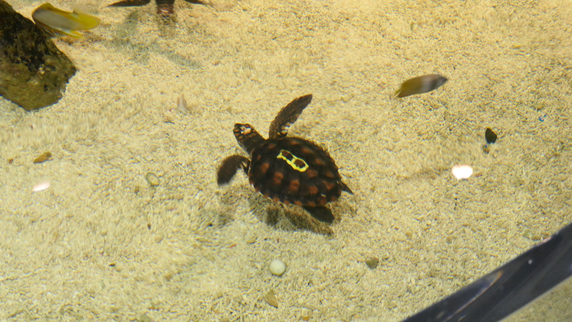 Loggerhead Sea Turtle - Dolphin Discovery Centre, Bunbury