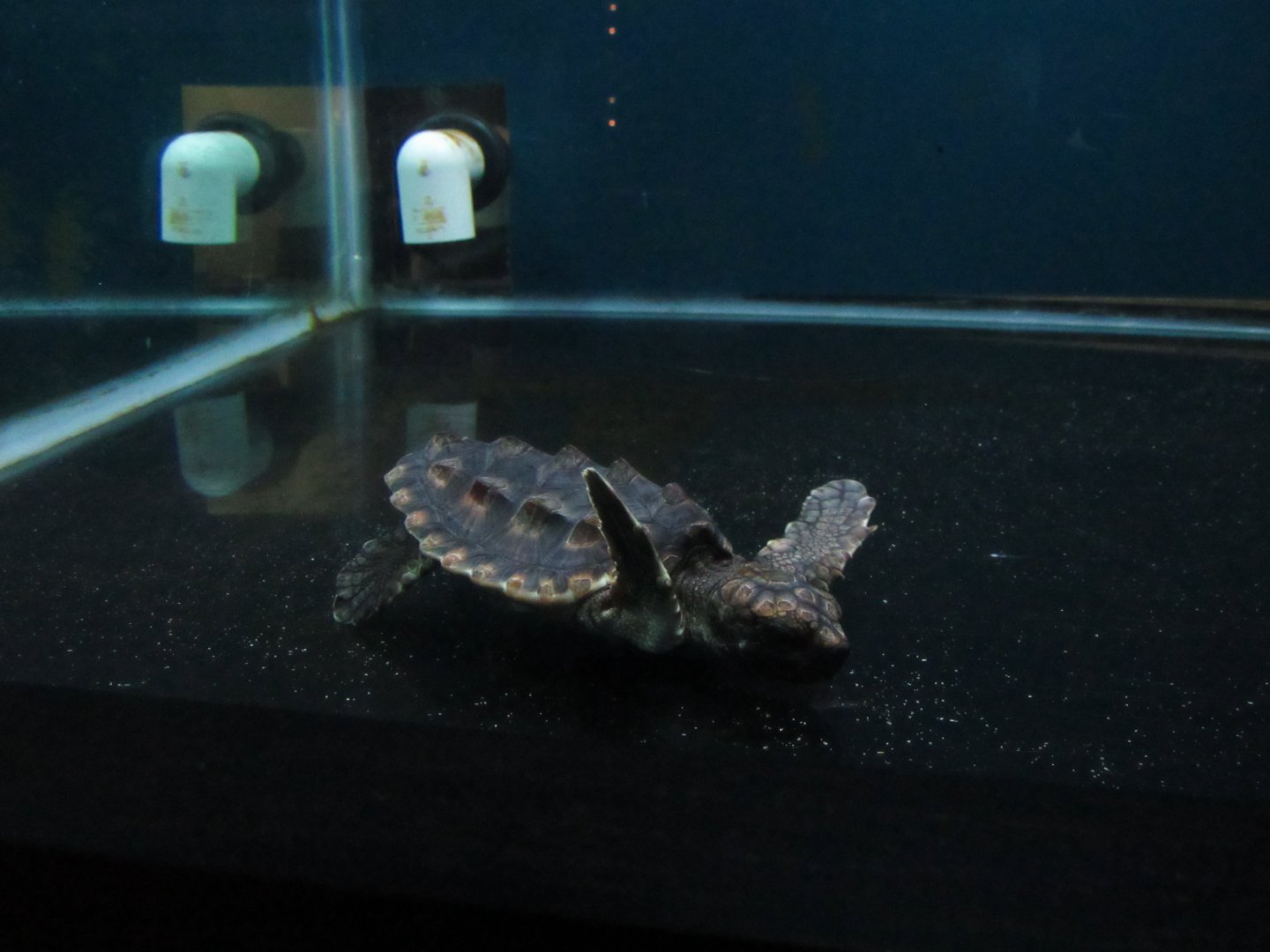 Loggerhead sea turtle hatchling #R16005