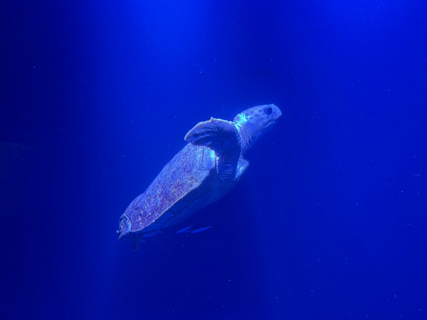 Loggerhead Sea Turtle - Open Ocean