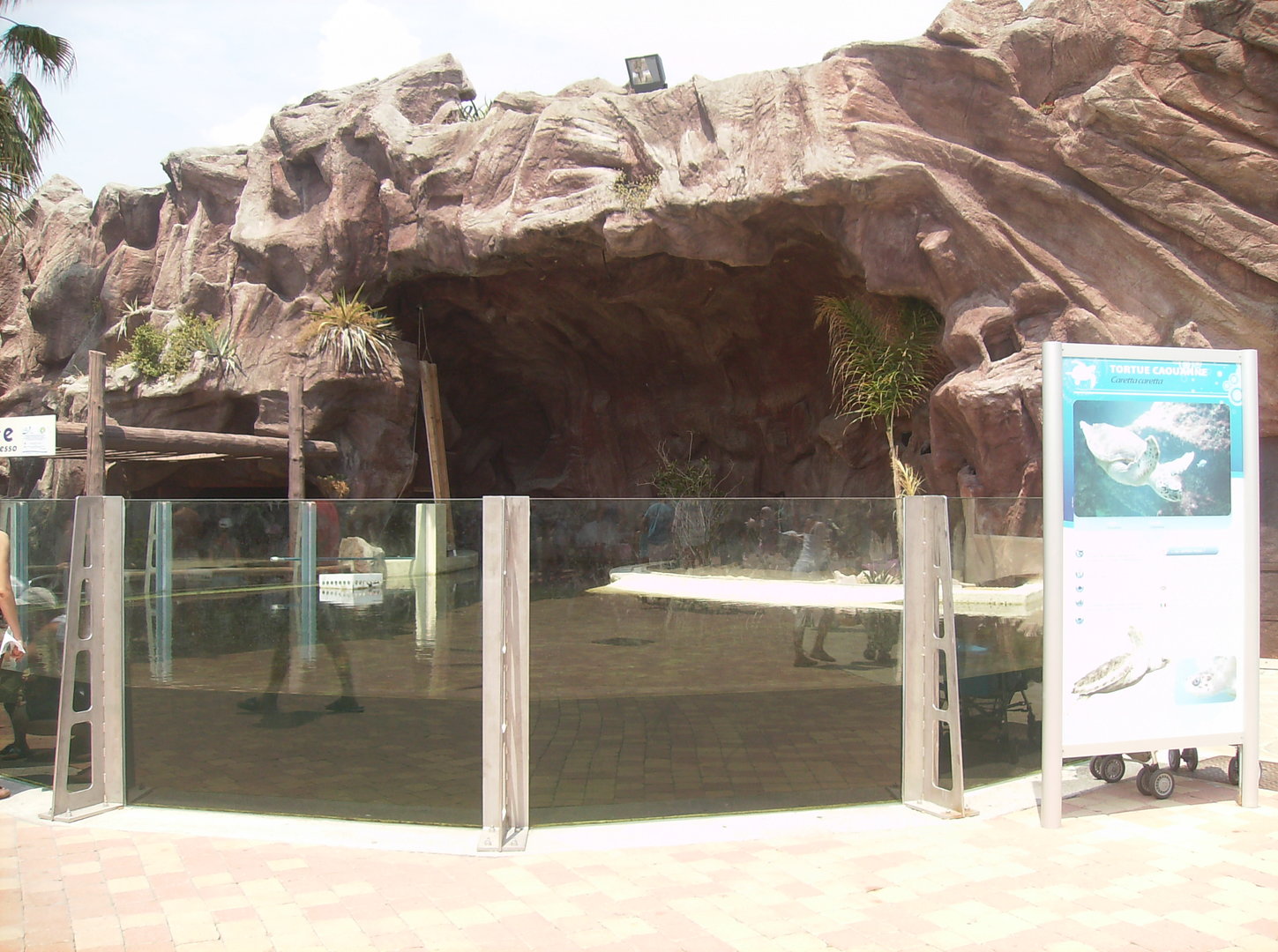 Loggerhead sea turtle outdoor - 2010