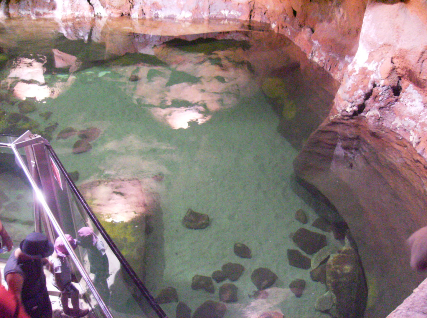Loggerhead sea turtle pool - 2010