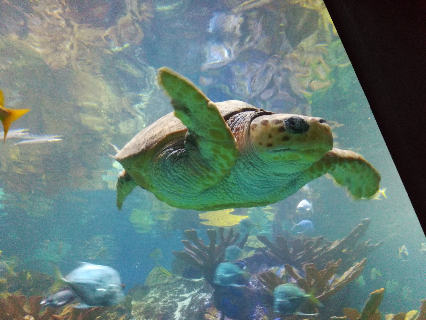 Loggerhead sea turtle - Retread