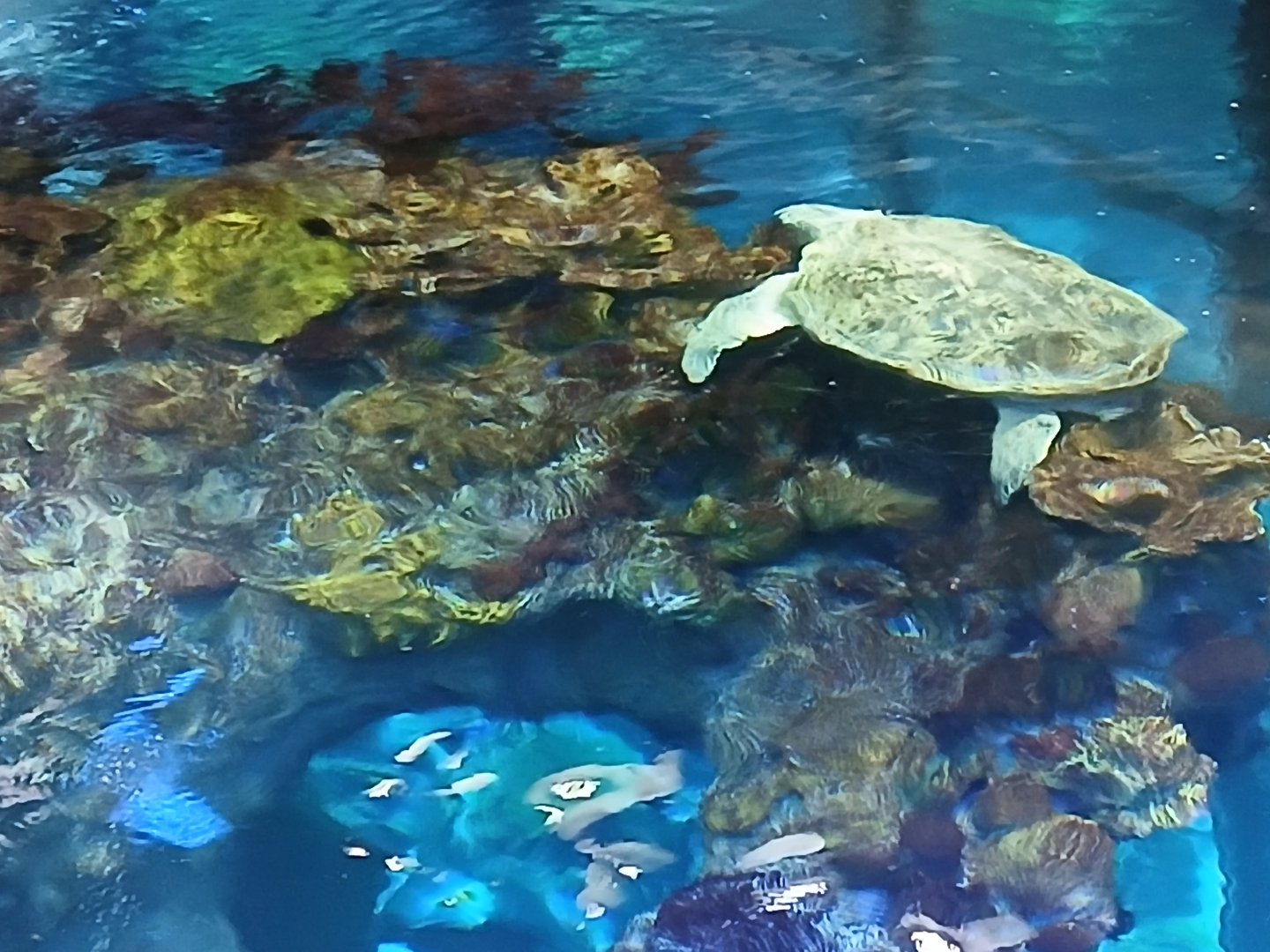 Loggerhead Sea Turtle - Seen Jan 29 2025