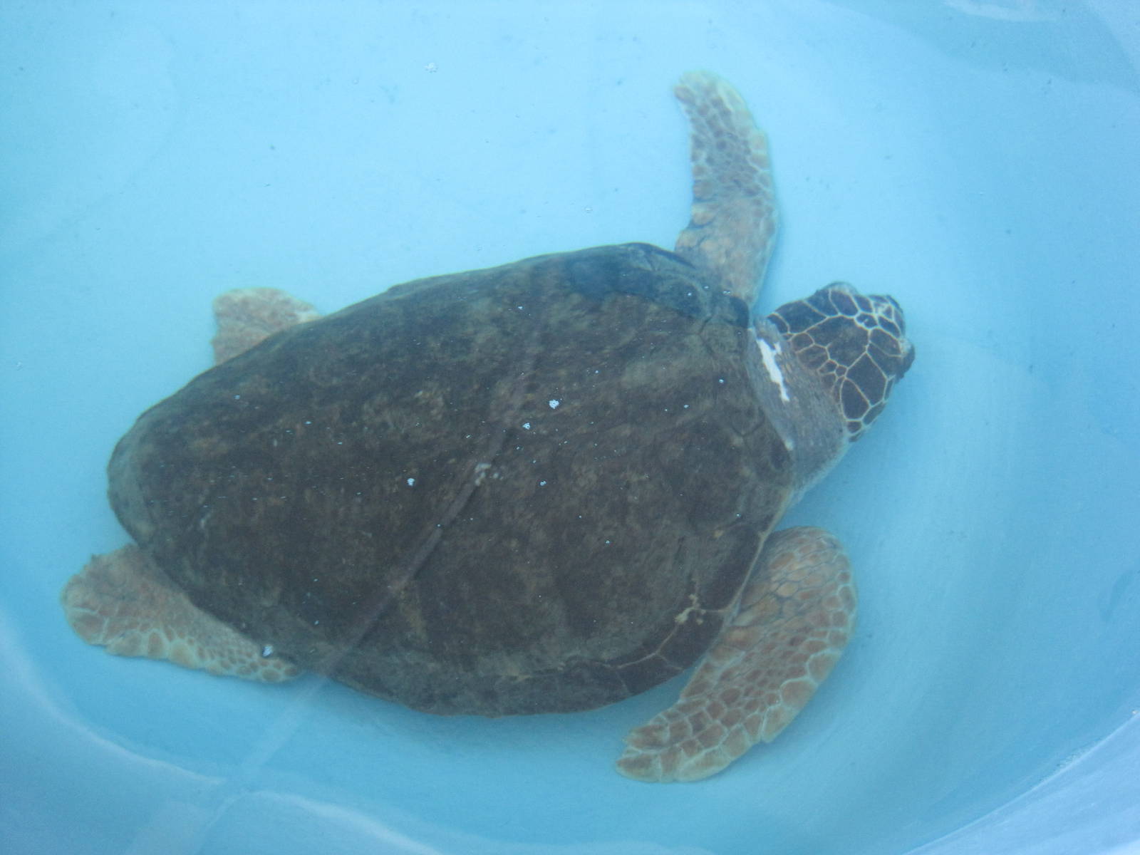 Loggerhead Sea Turtle