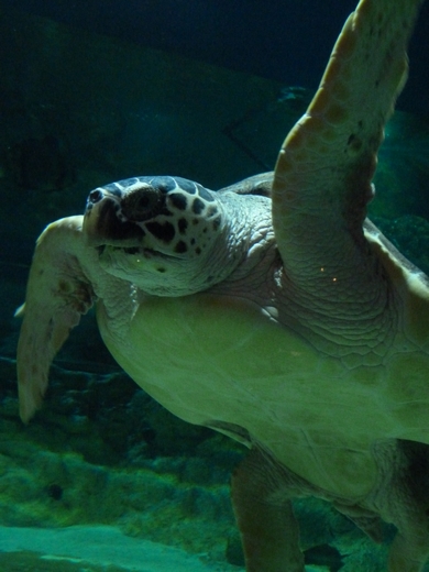 Loggerhead sea turtle