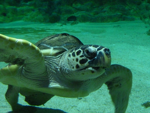 Loggerhead sea turtle