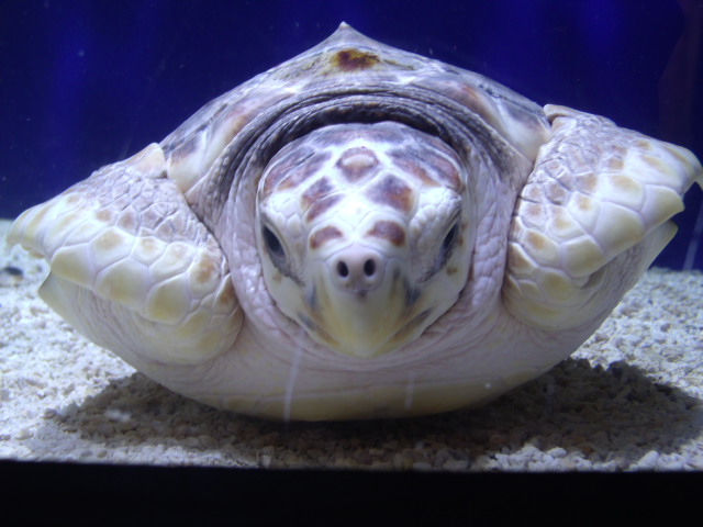Loggerhead Sea Turtle
