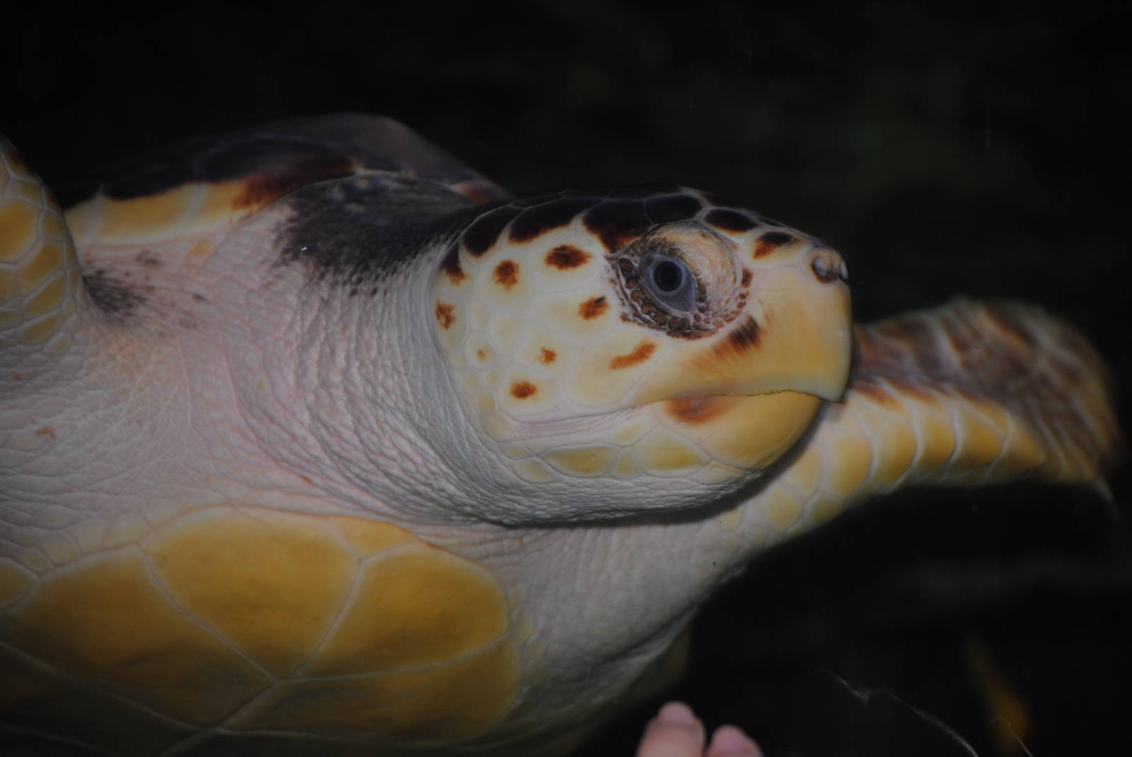 Loggerhead Sea Turtle