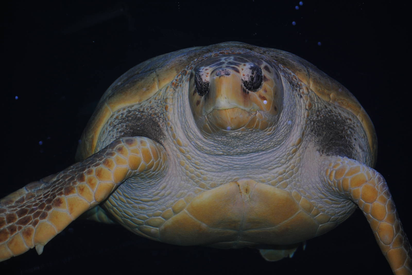 Loggerhead Sea Turtle