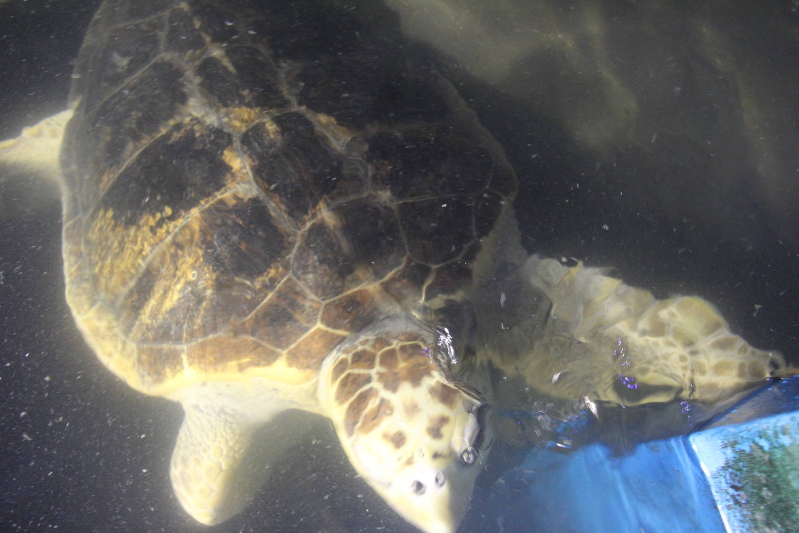 Loggerhead sea turtle