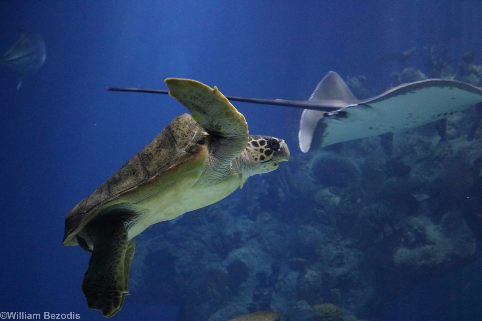 Loggerhead Sea Turtle