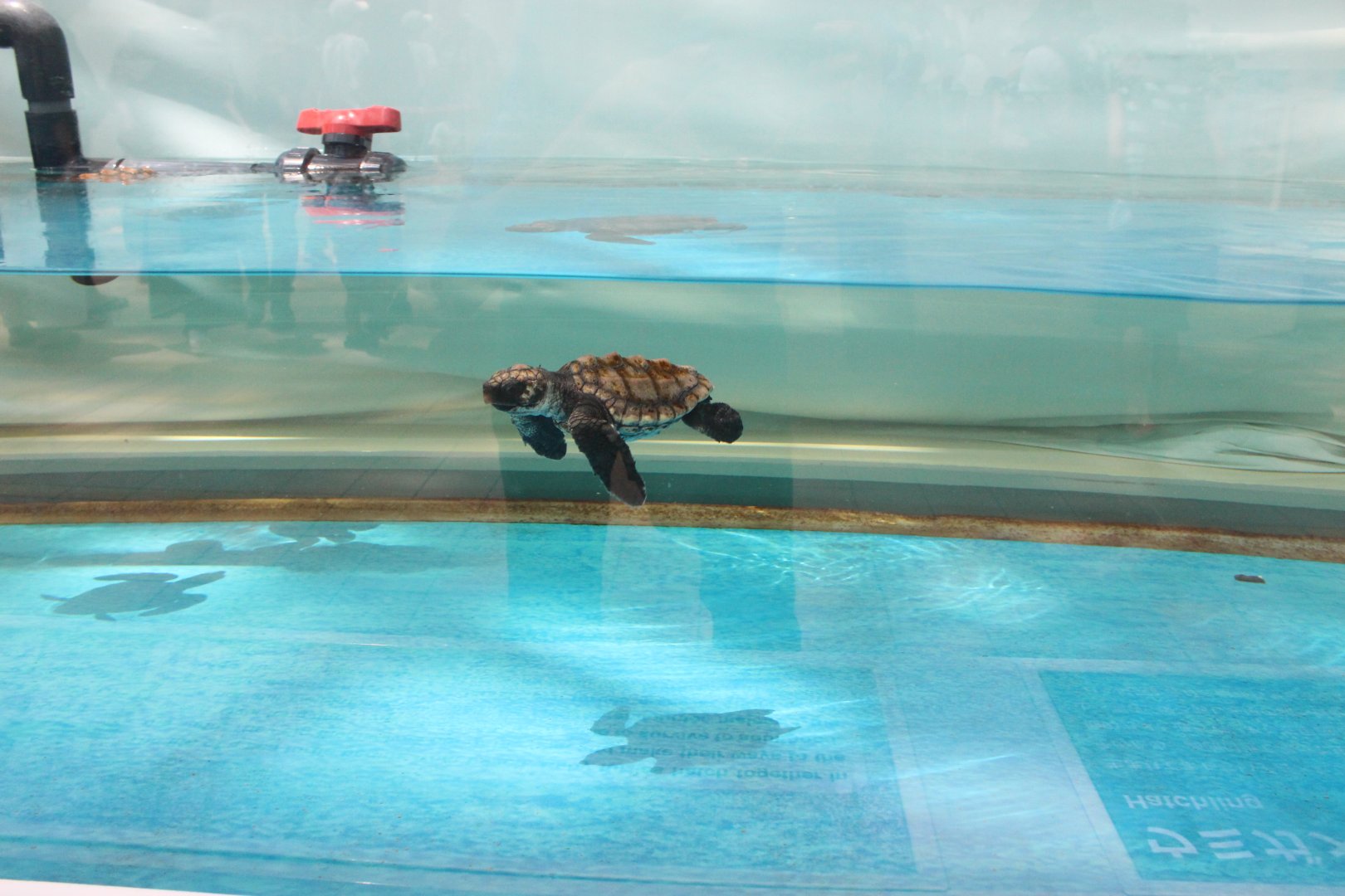 Loggerhead sea turtle