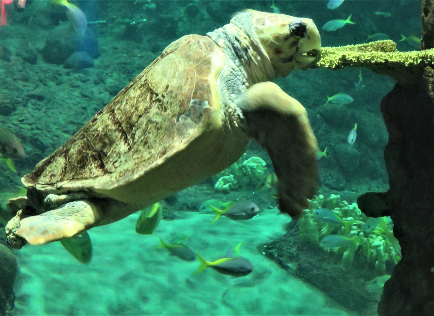 Loggerhead sea turtle