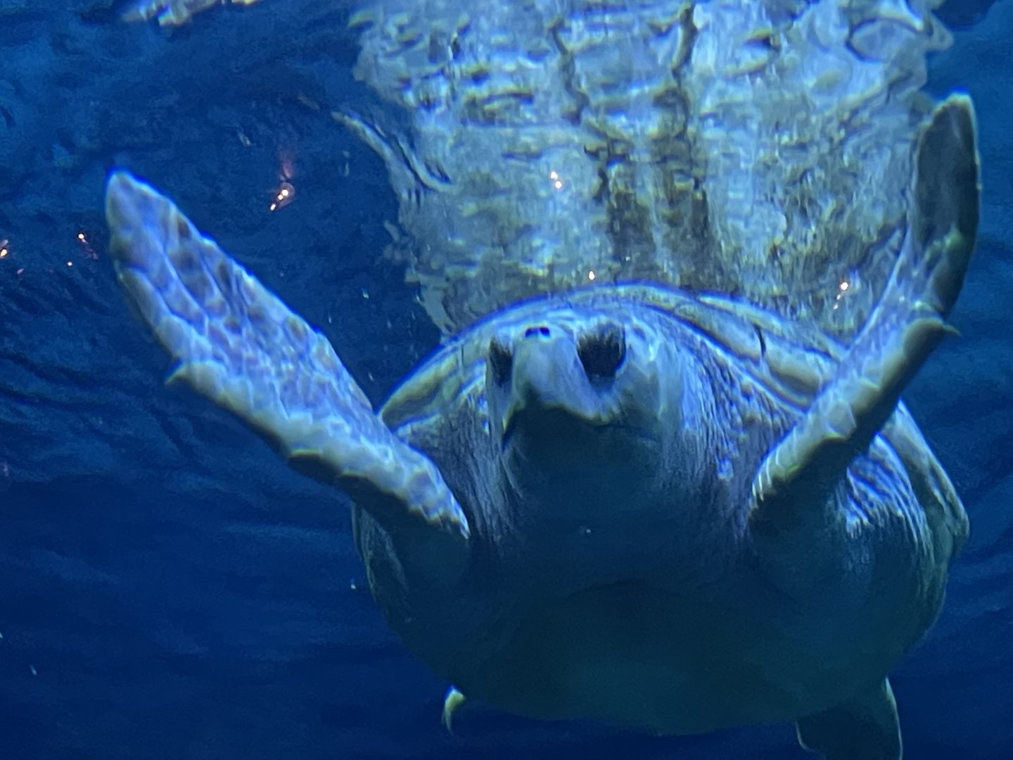 loggerhead sea turtle