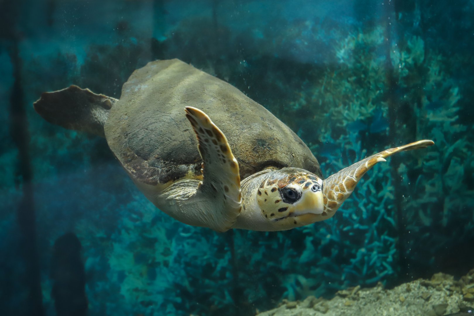 Loggerhead sea turtle
