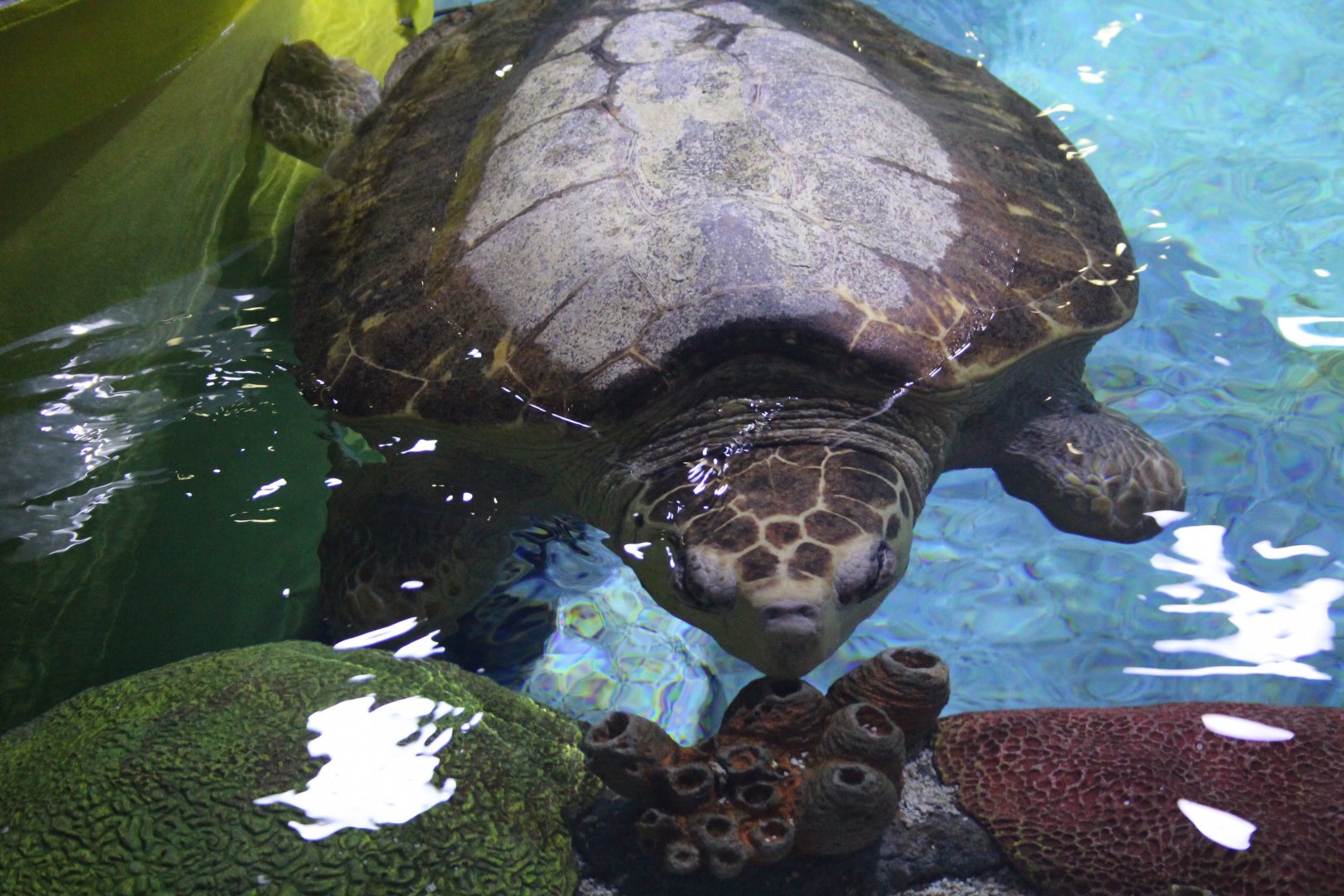 Loggerhead Sea Turtle