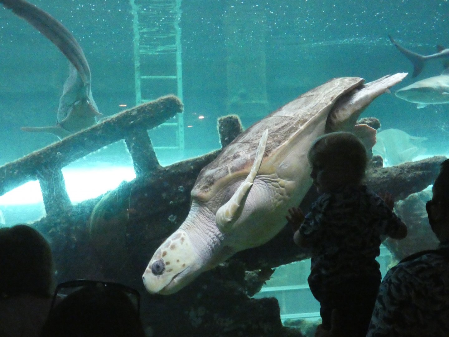 Loggerhead sea turtle