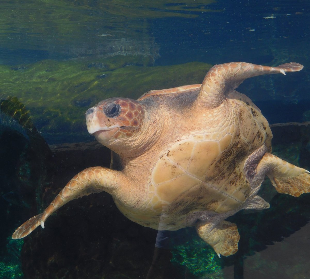 Loggerhead Sea Turtle