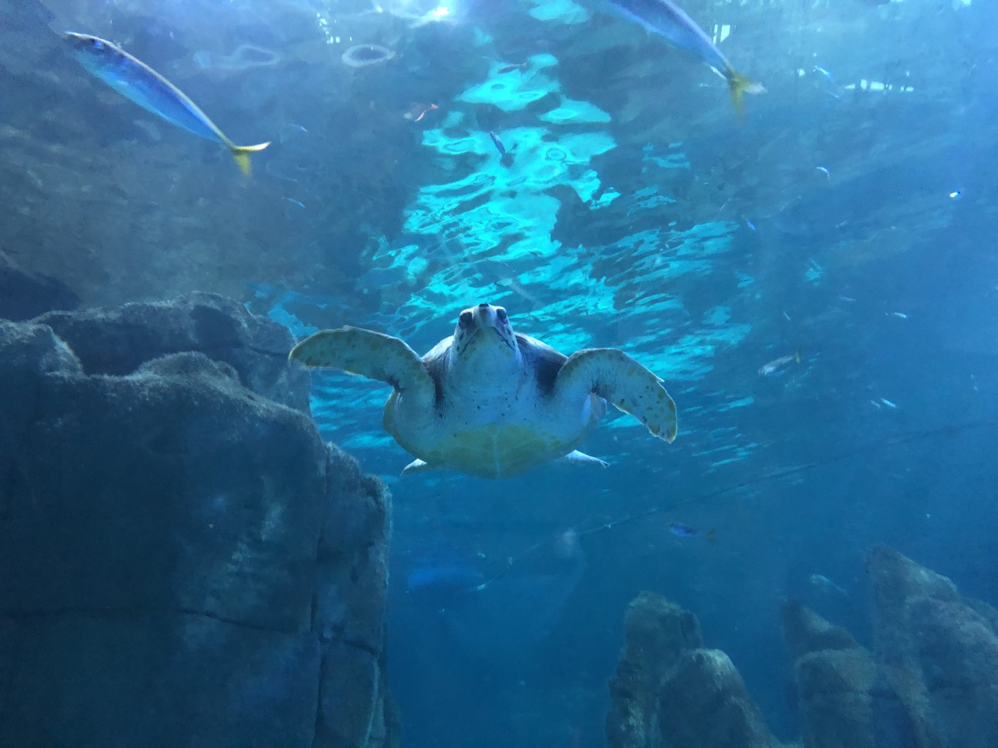 Loggerhead(?) sea turtle