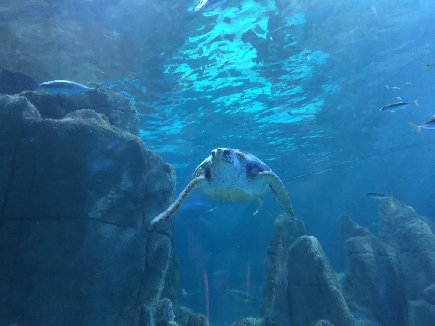 Loggerhead(?) sea turtle