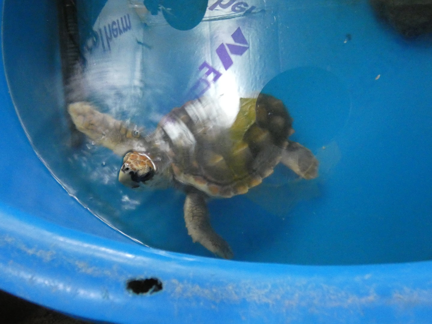 Loggerhead sea turtle