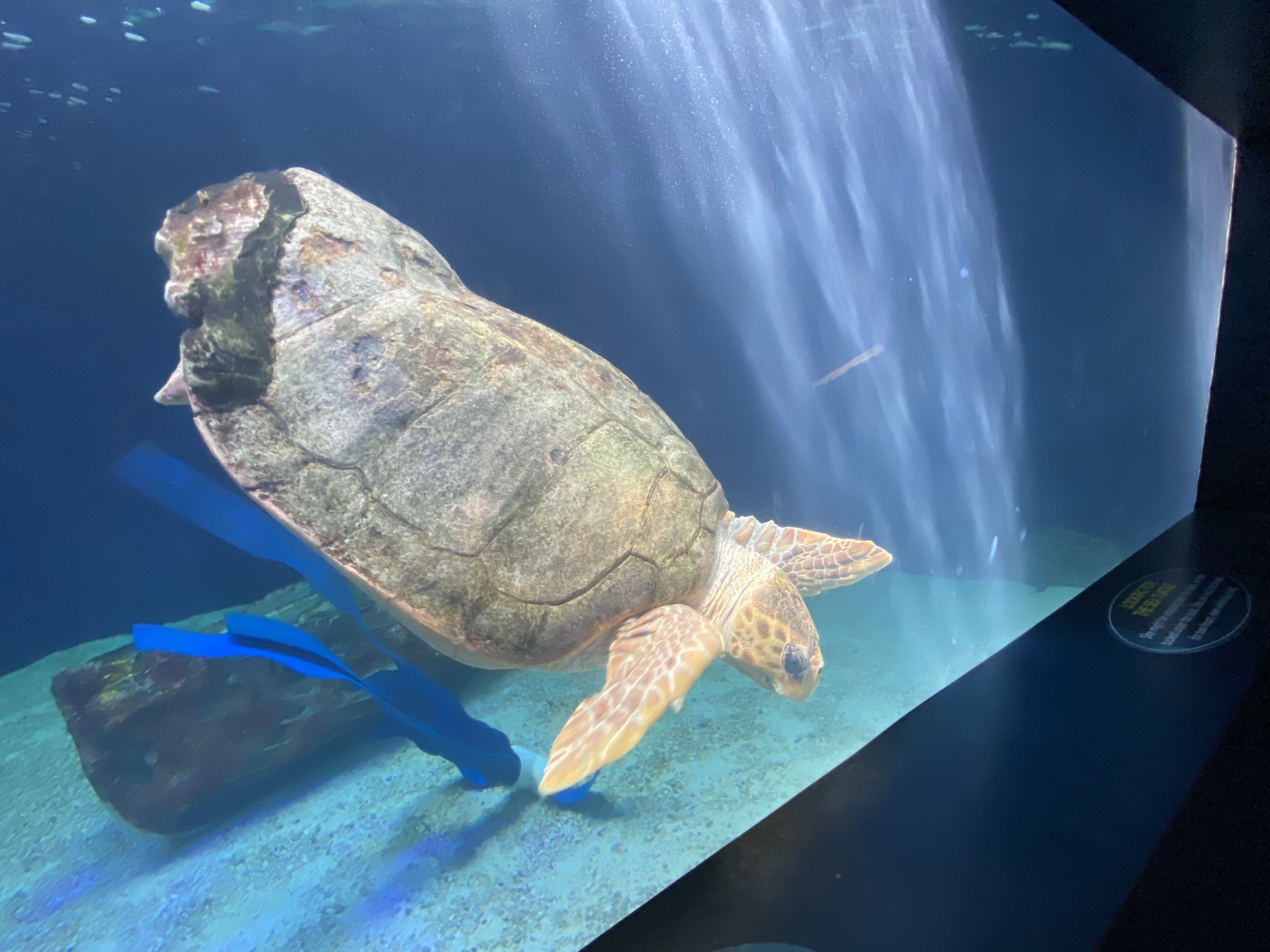 Loggerhead Sea Turtle
