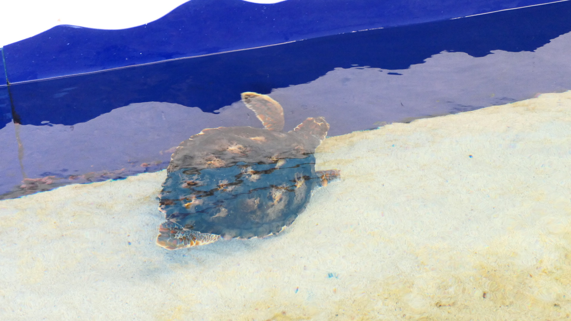 Loggerhead Sea Turtle