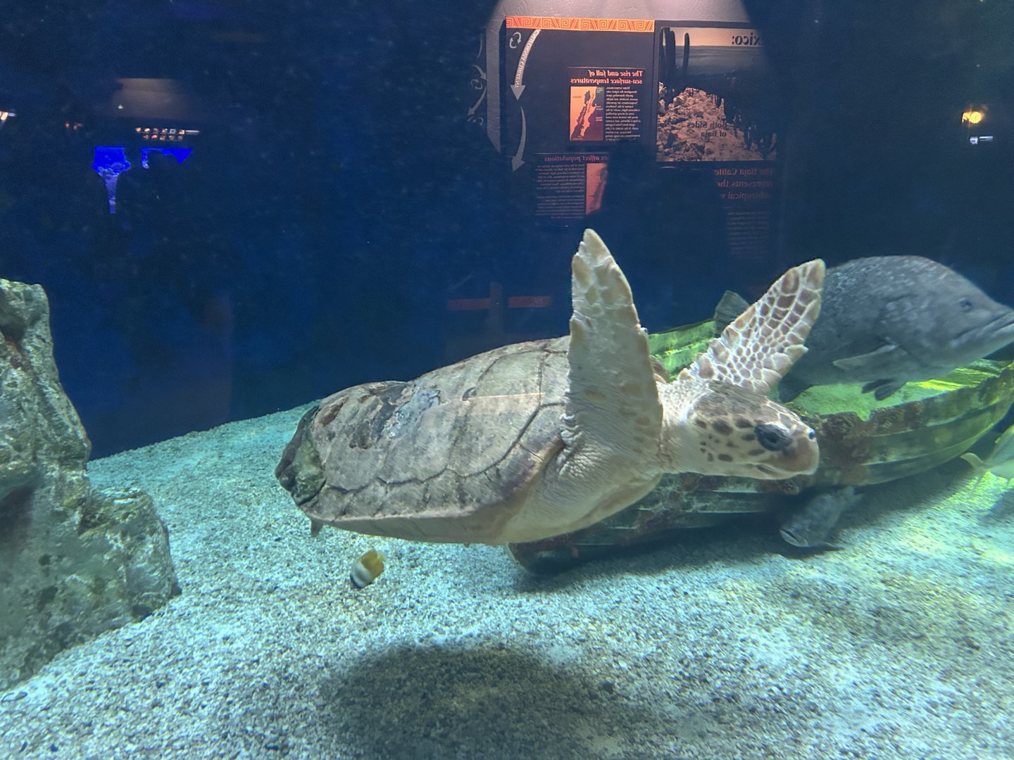 Loggerhead Sea Turtle