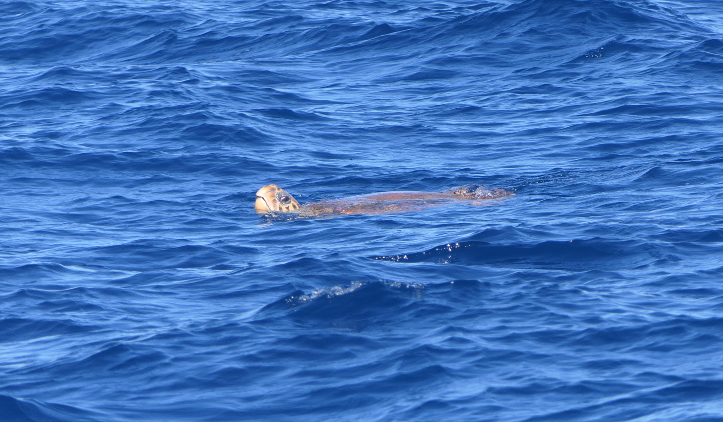 Loggerhead Sea Turtle