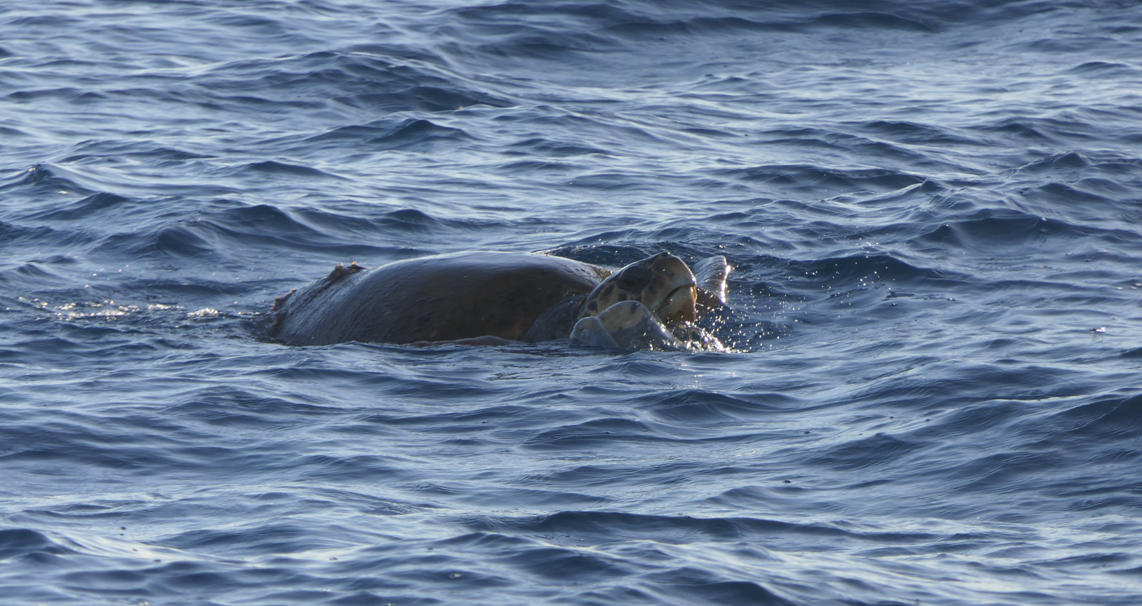 Loggerhead Sea Turtle