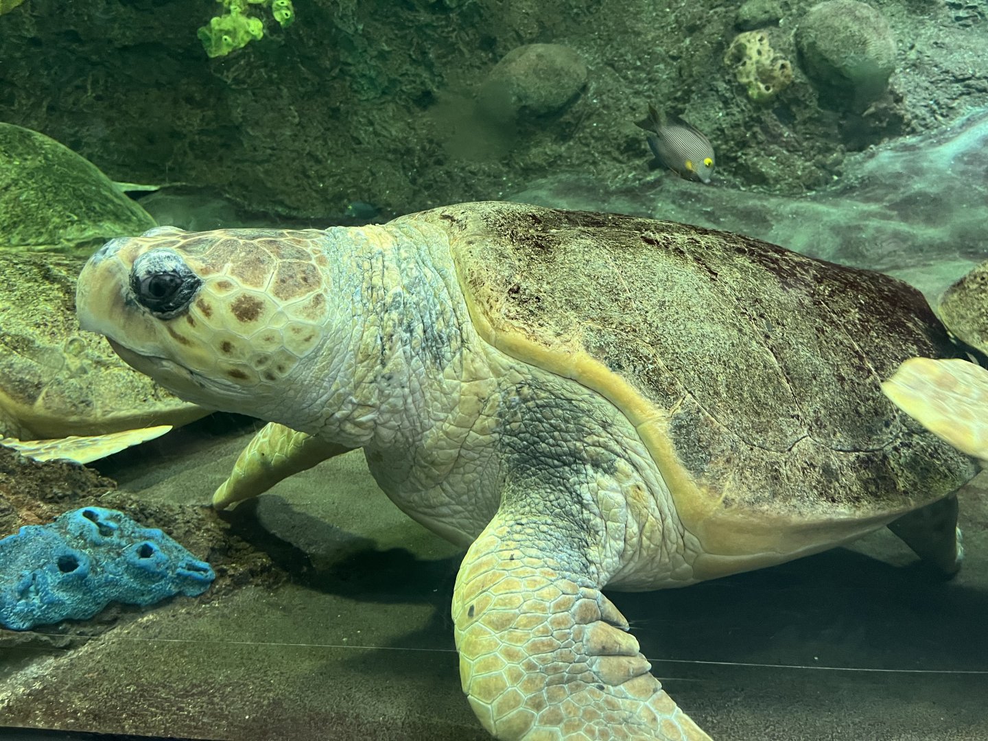 Loggerhead Sea Turtle