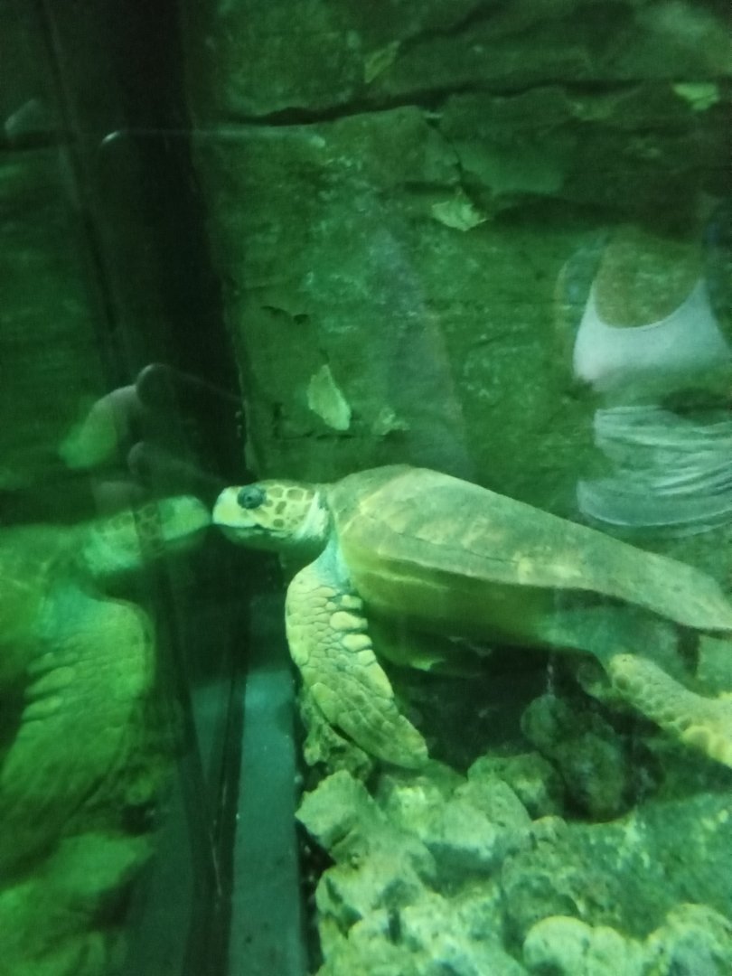 Loggerhead Sea Turtle