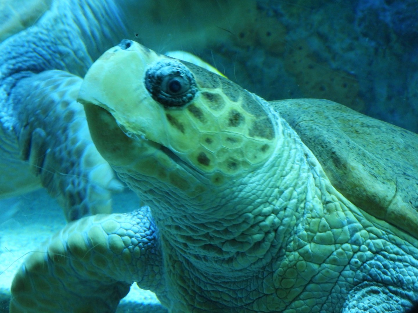 Loggerhead sea turtle