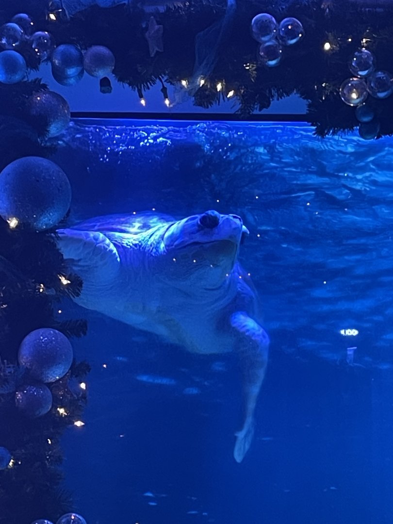 Loggerhead Sea Turtle