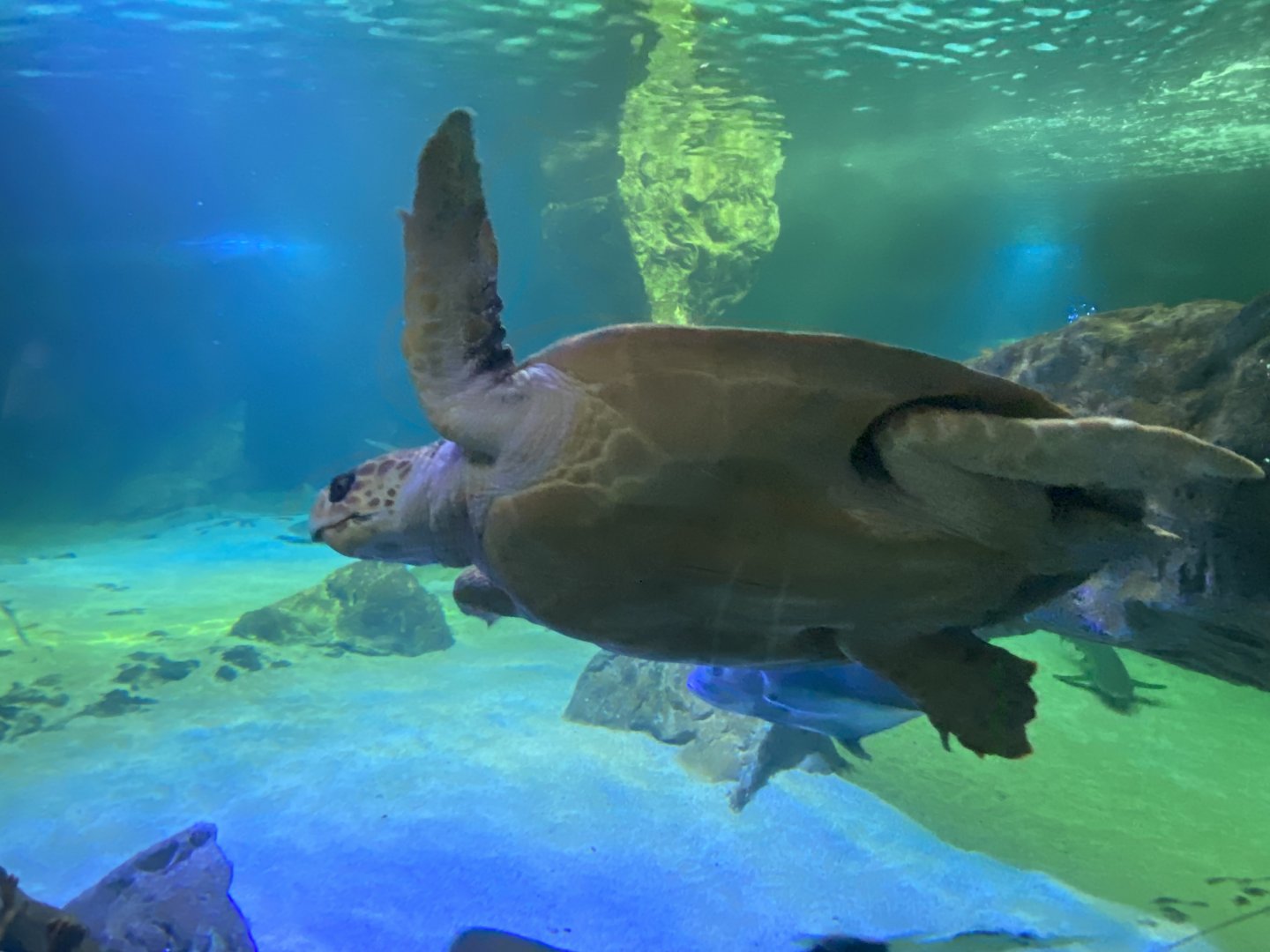 Loggerhead sea turtle