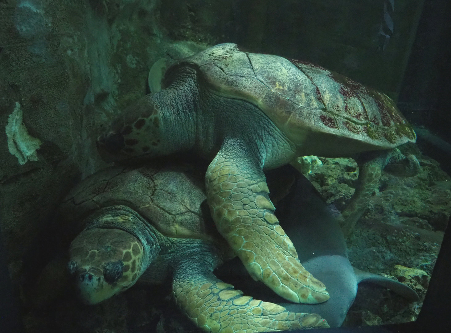 Loggerhead sea turtles (Caretta caretta), 2022-09-14