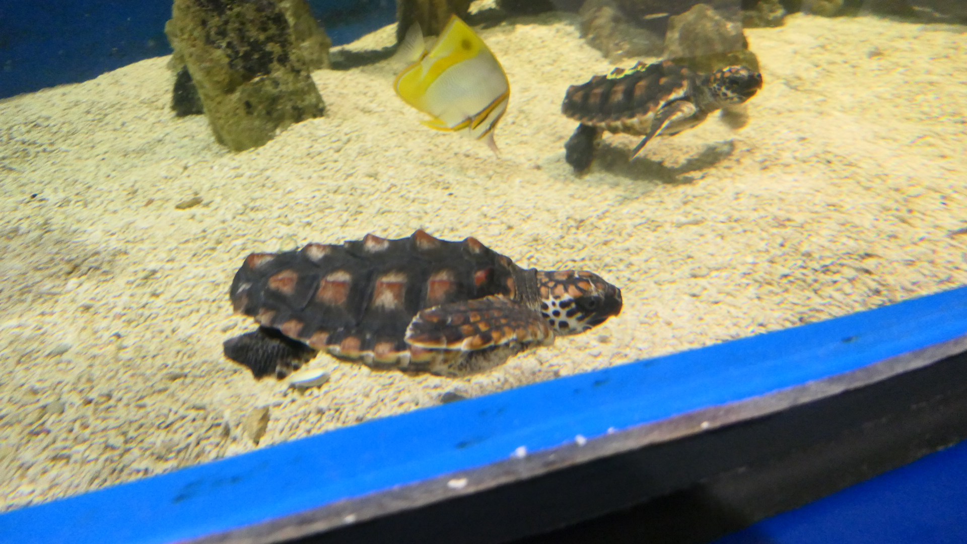 Loggerhead Sea Turtles - Dolphin Discovery Centre, Bunbury