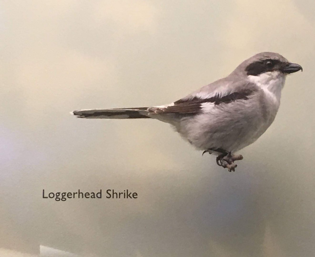 Loggerhead shrike (Lanius ludovicianus)