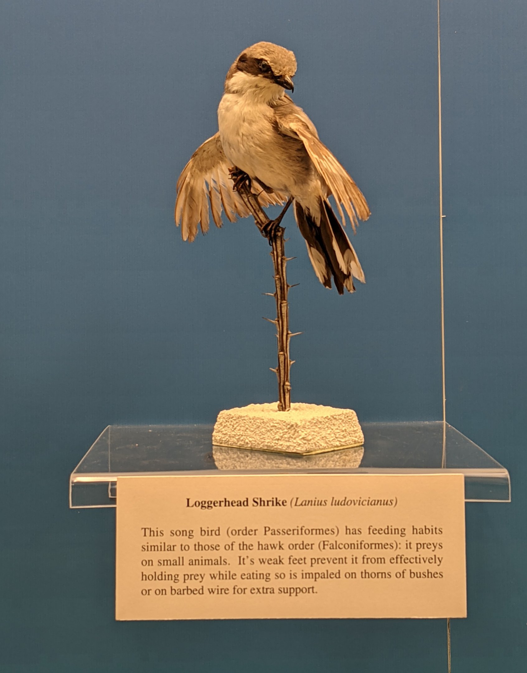 Loggerhead shrike (Lanius ludovicianus)