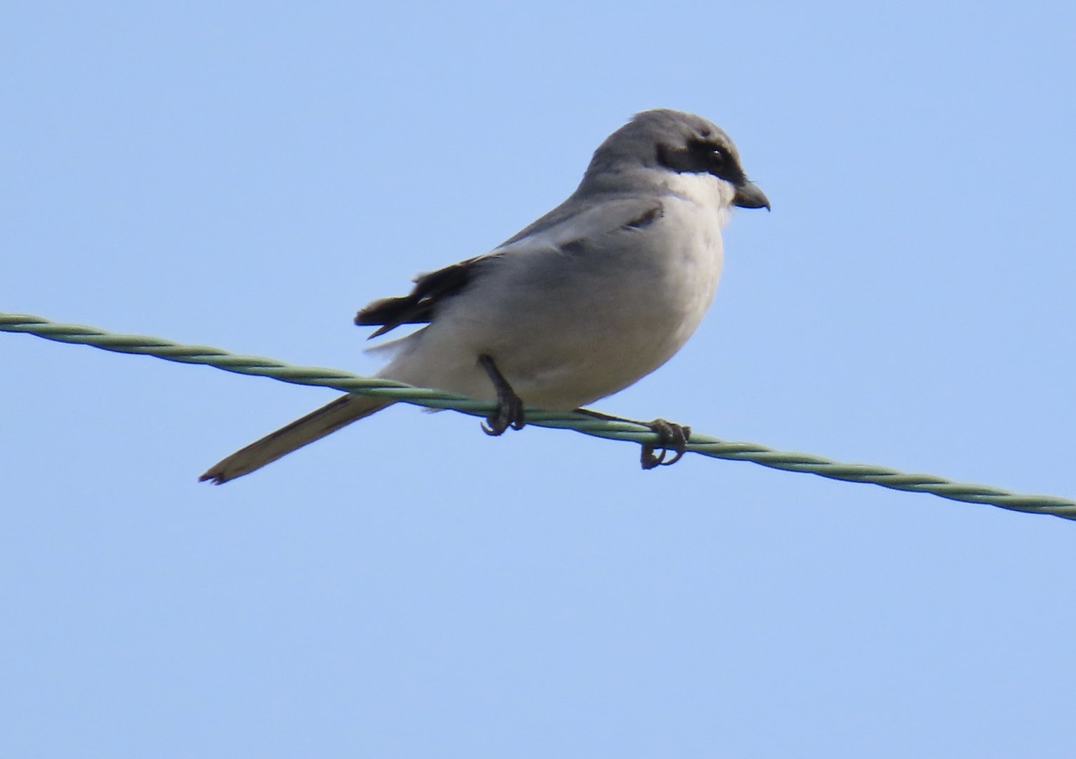 Loggerhead Shrike (Lanius ludovicianus)