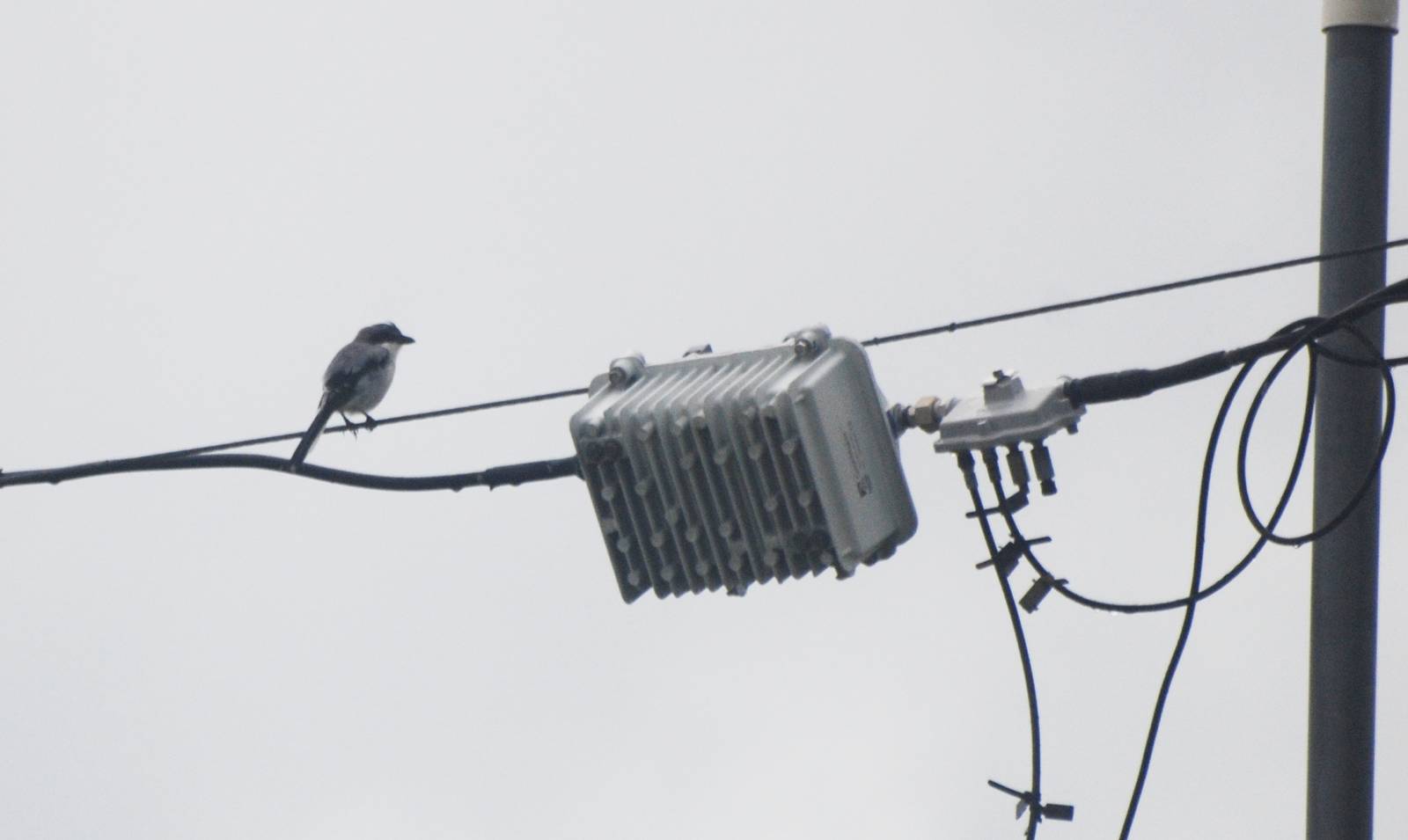 Loggerhead Shrike, Punta Gorda, October 2013