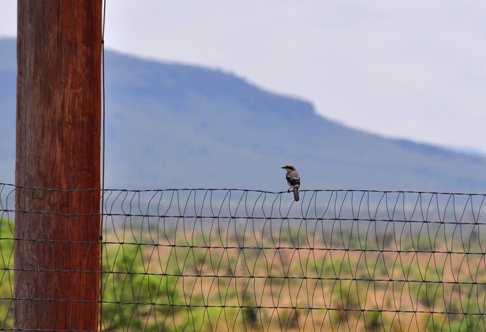 Loggerhead Shrike - Texas