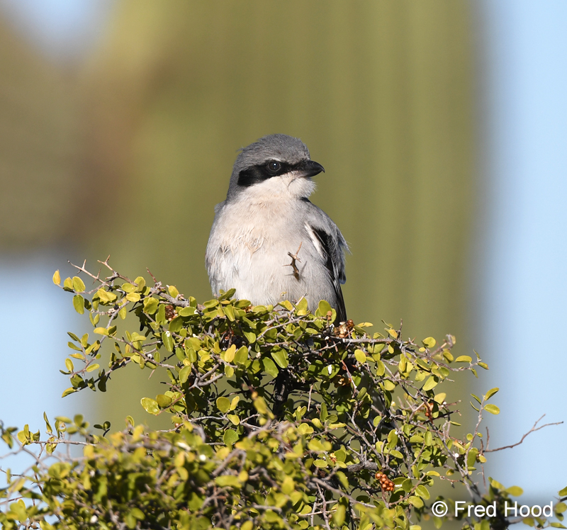 loggerhead shrike