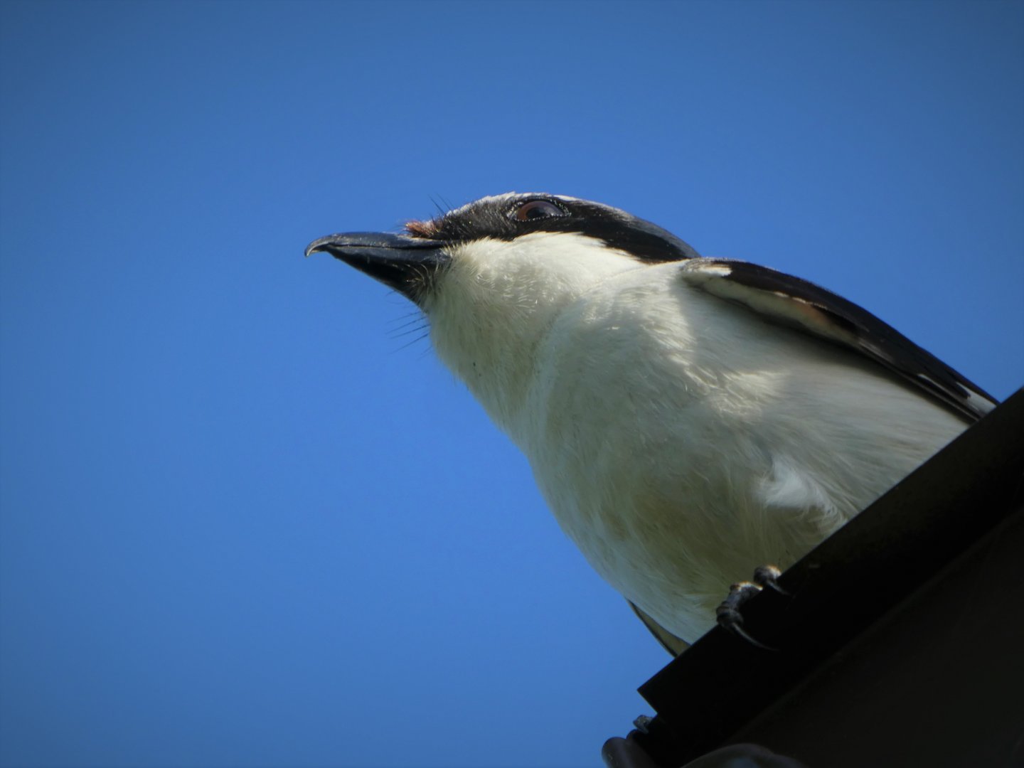 Loggerhead Shrike
