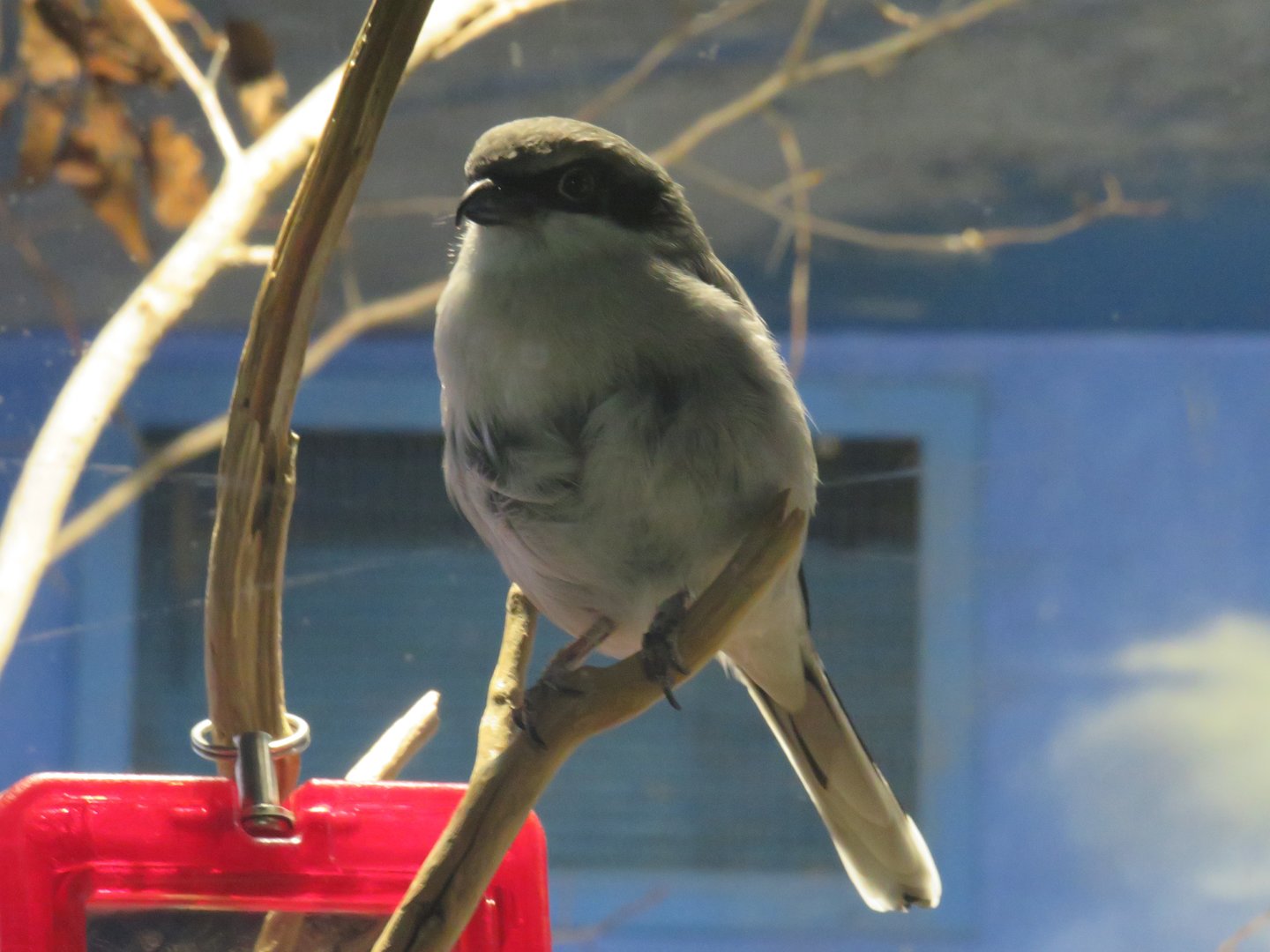 Loggerhead shrike