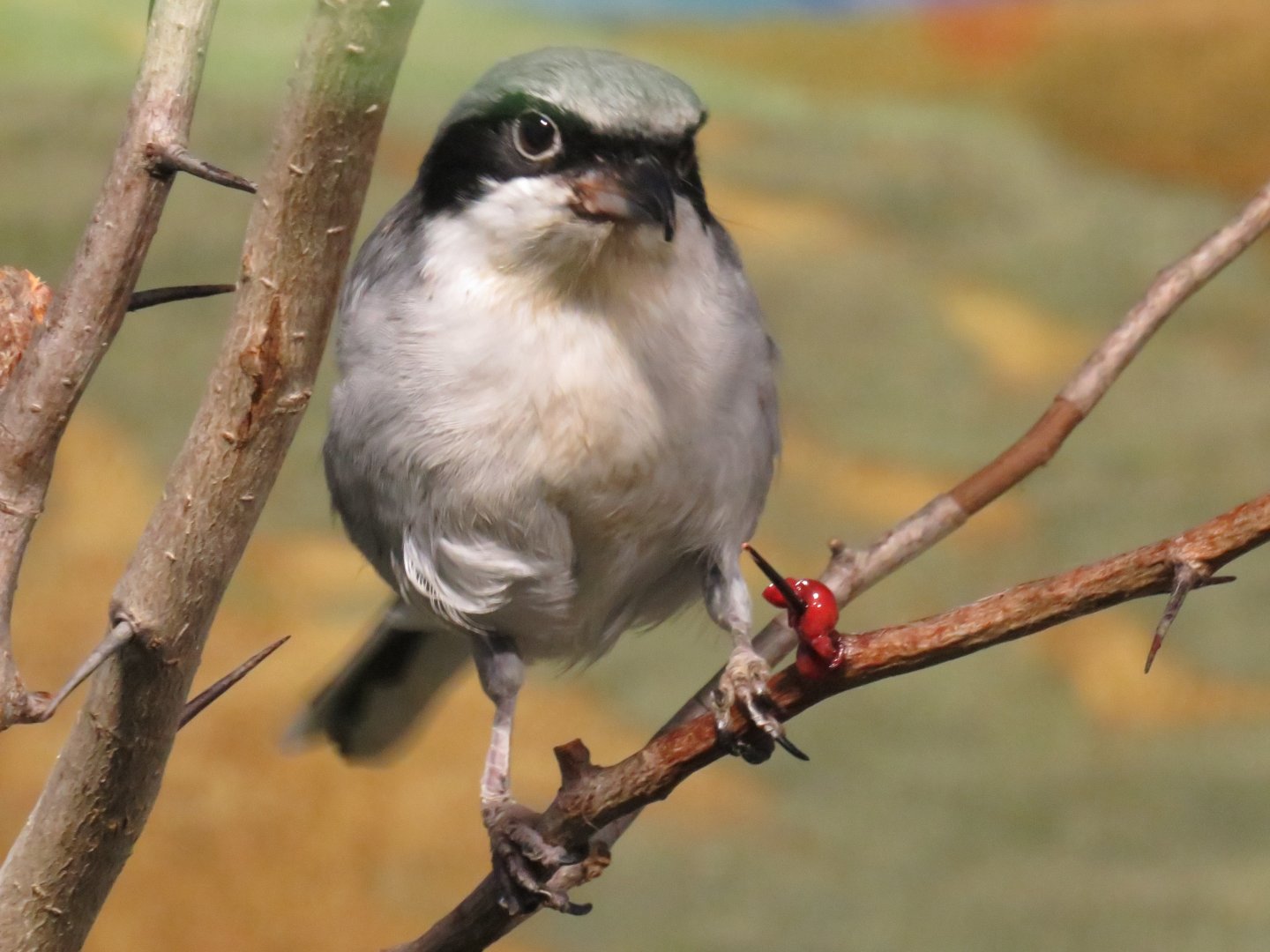 Loggerhead shrike