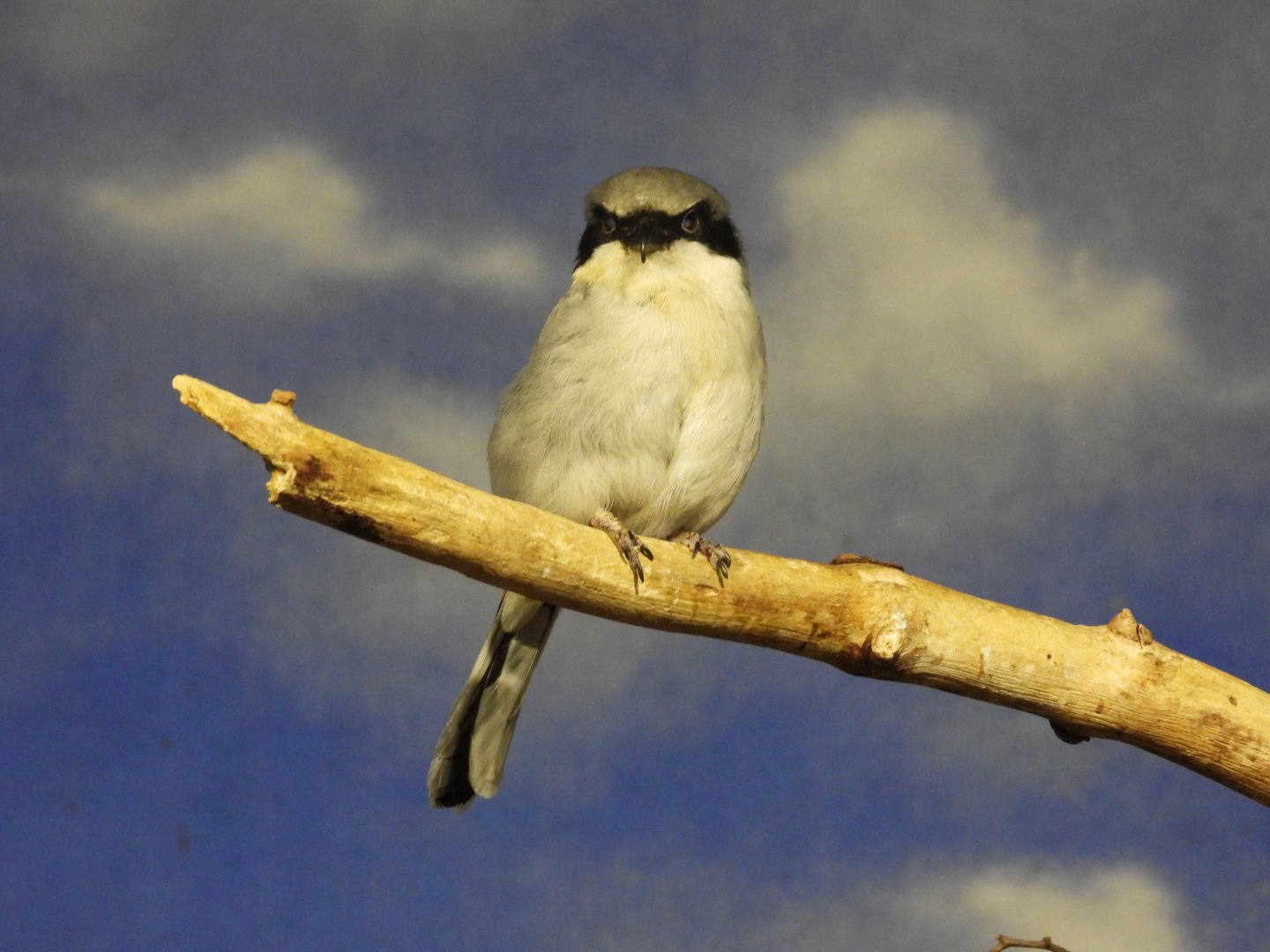 Loggerhead shrike