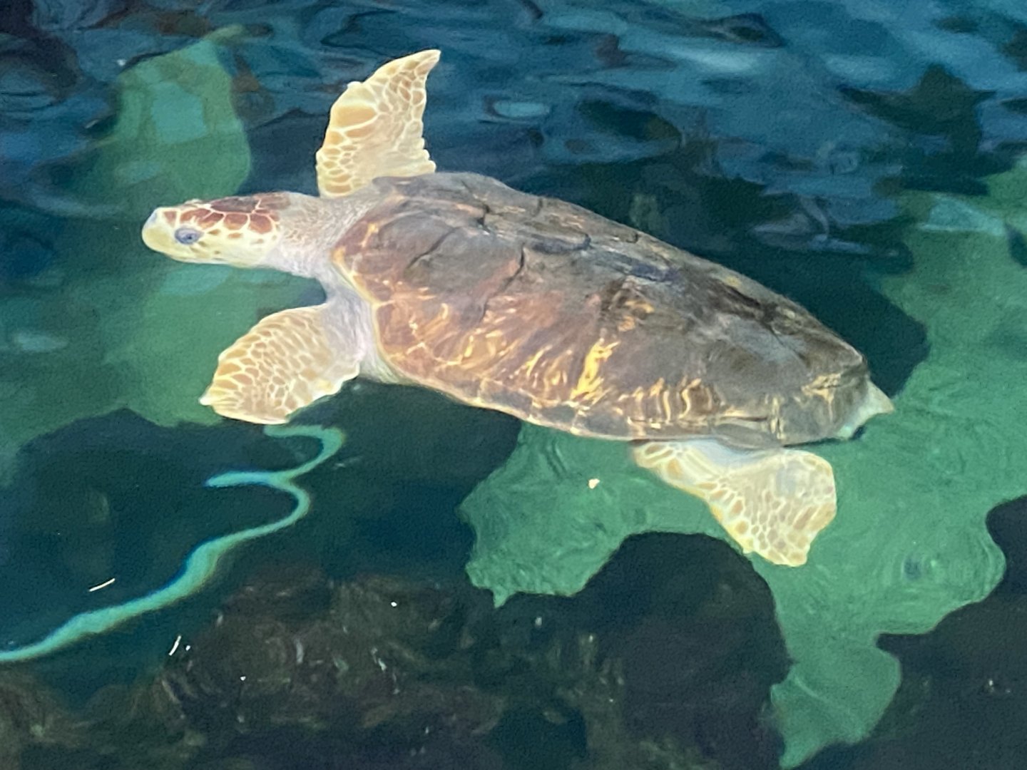 Loggerhead turtle 070124